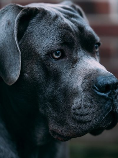 Black Labrador Portrait Poster.