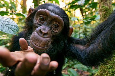 Curious Chimpanzee Portrait Poster.
