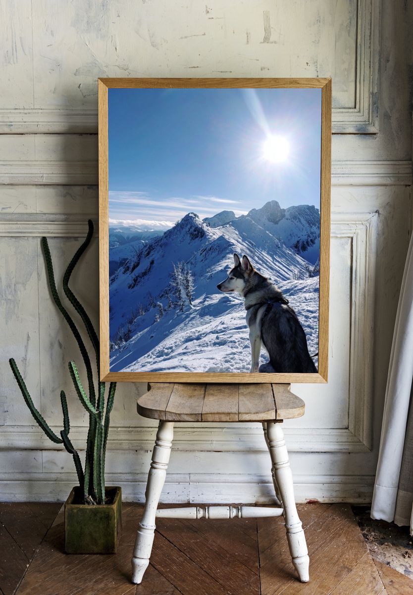 Husky on Snowy Mountain Peak Poster. room preview