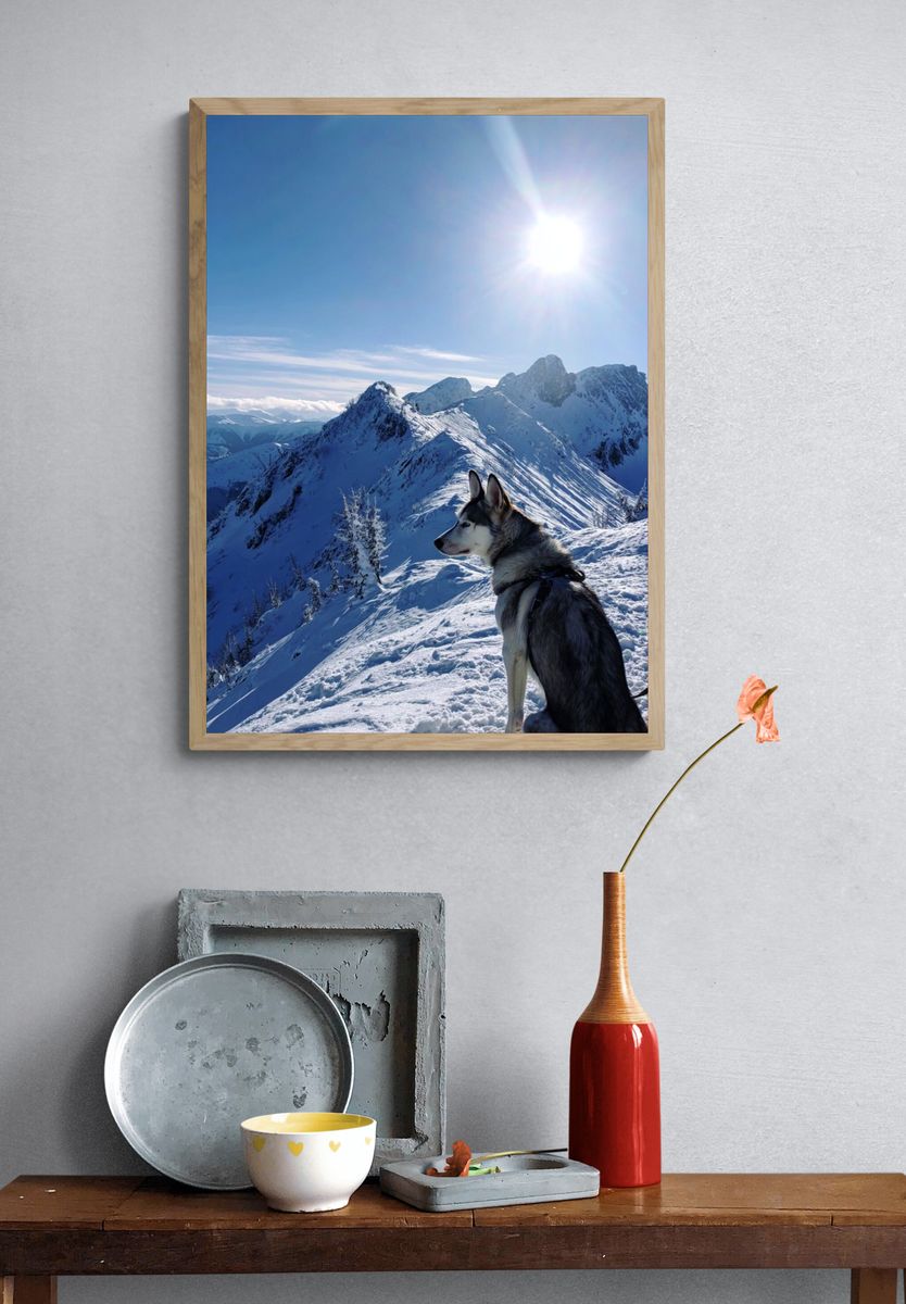 Husky on Snowy Mountain Peak Poster. — room view 3