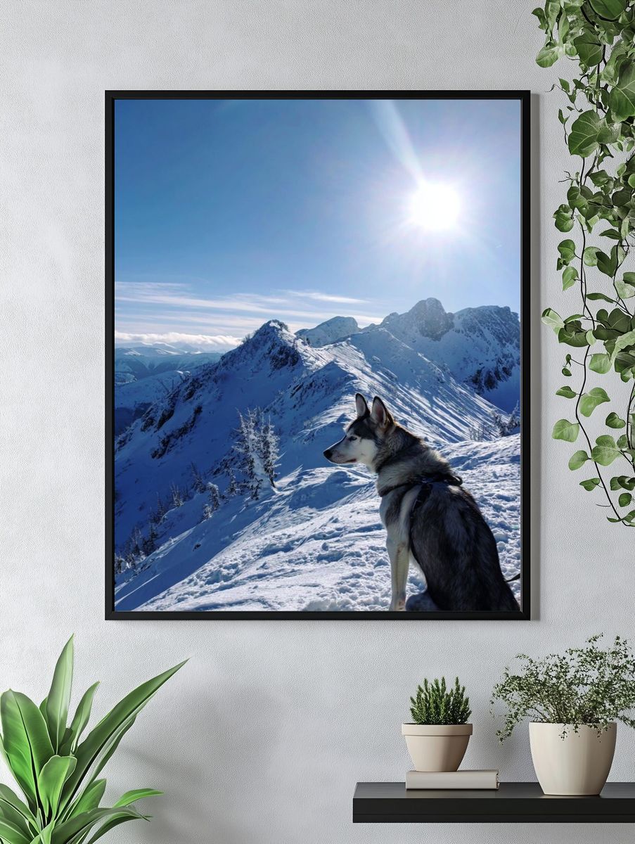 Husky on Snowy Mountain Peak Poster. — room view 4