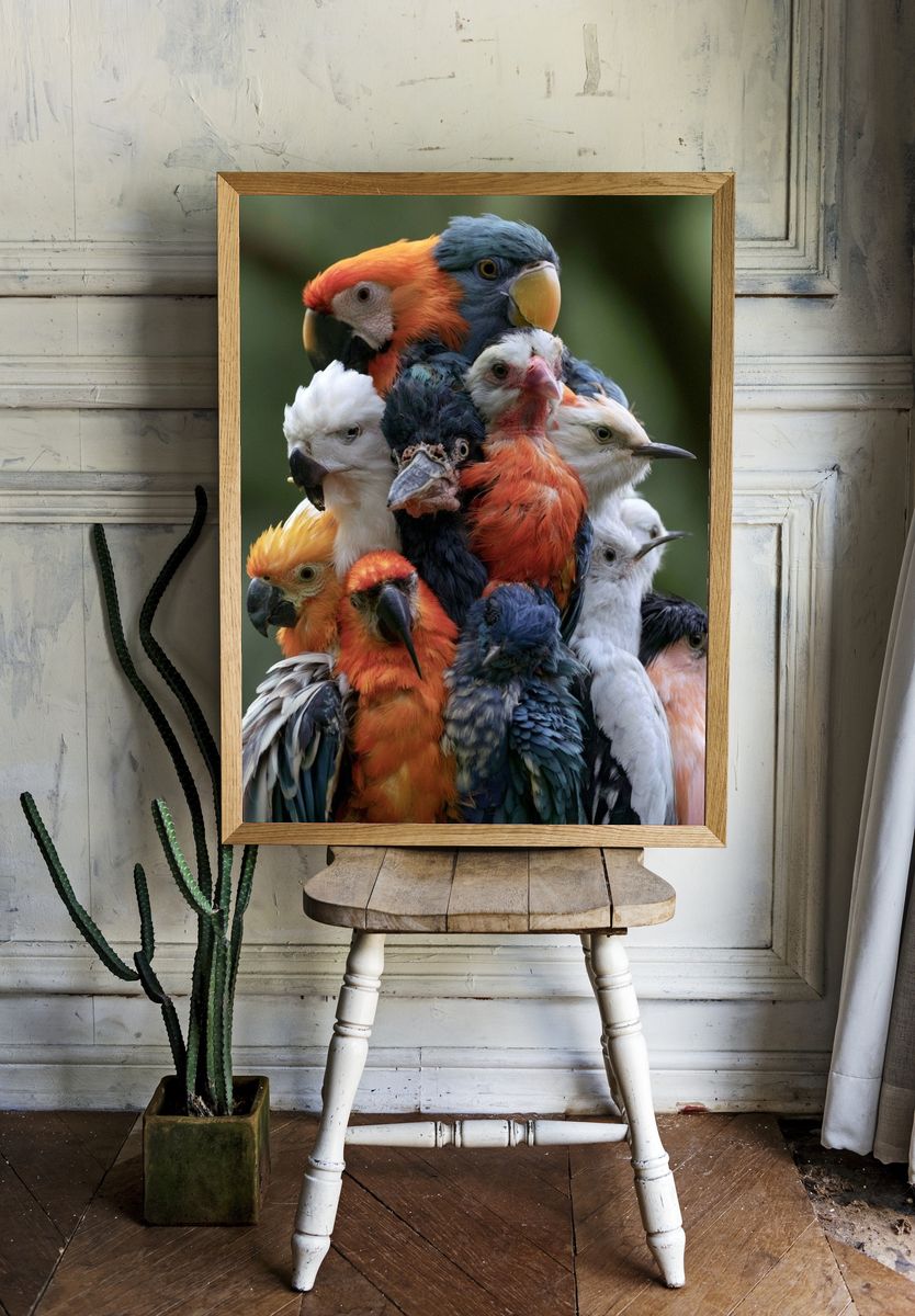 Colorful Parrot Cluster Photography Poster. — room view 1