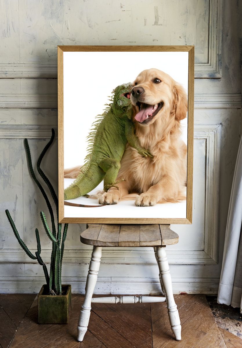 Golden Retriever and Iguana Photography Poster. room preview