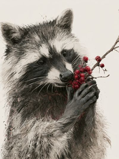 Raccoon with Berries Illustration Poster. poster