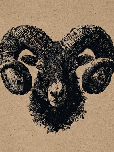 Ram Head Ink Print.