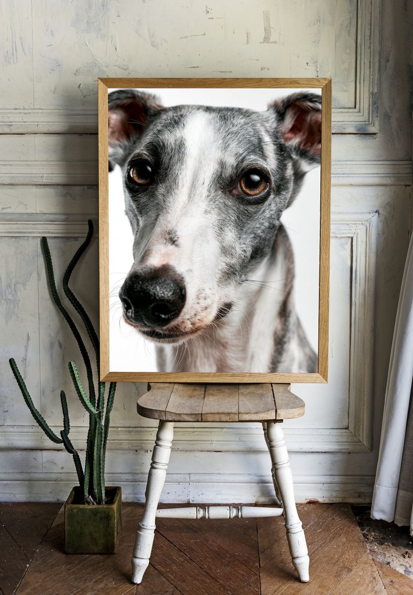 Greyhound Portrait Photography Poster. — room view 1