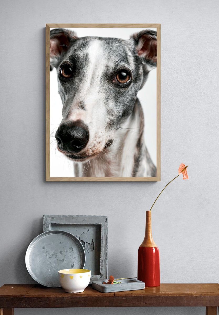 Greyhound Portrait Photography Poster. — room view 3