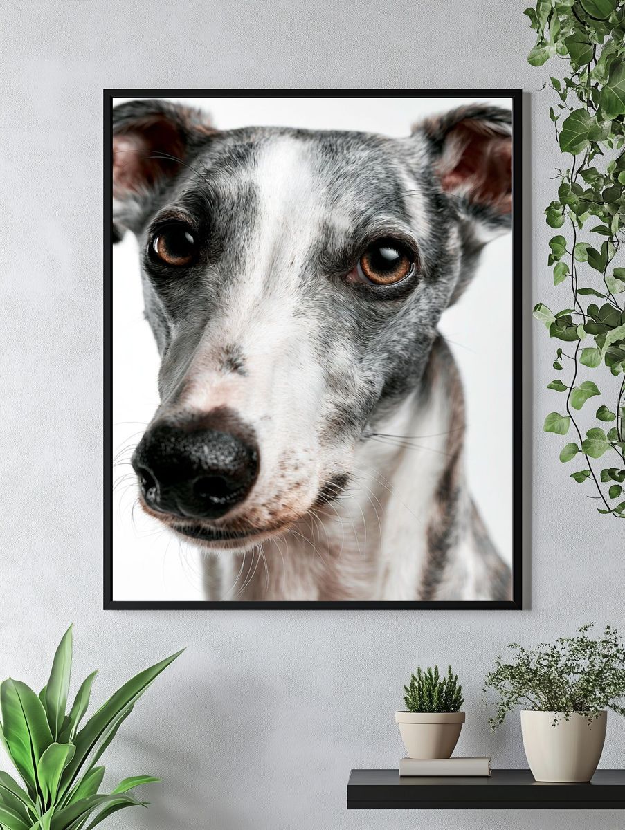 Greyhound Portrait Photography Poster. — room view 4