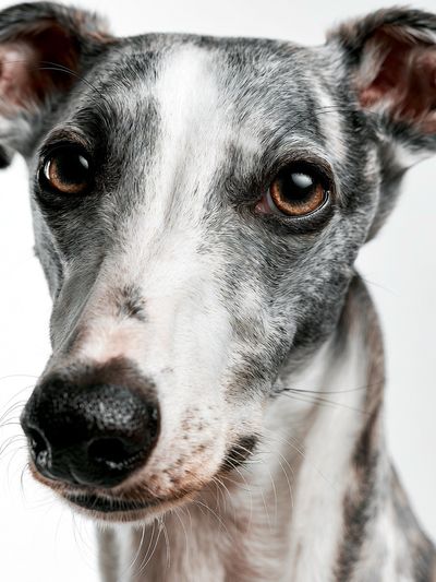 Greyhound Portrait Photography Poster.