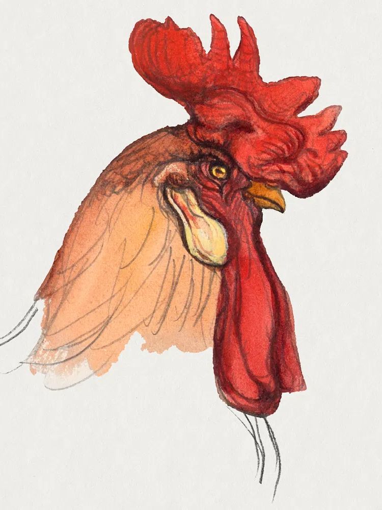 Head Rooster (ca. 1900) Samuel. poster — animals art