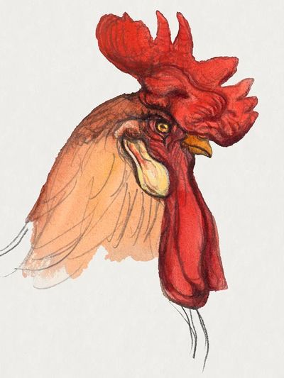 Head Rooster (ca. 1900) Samuel.