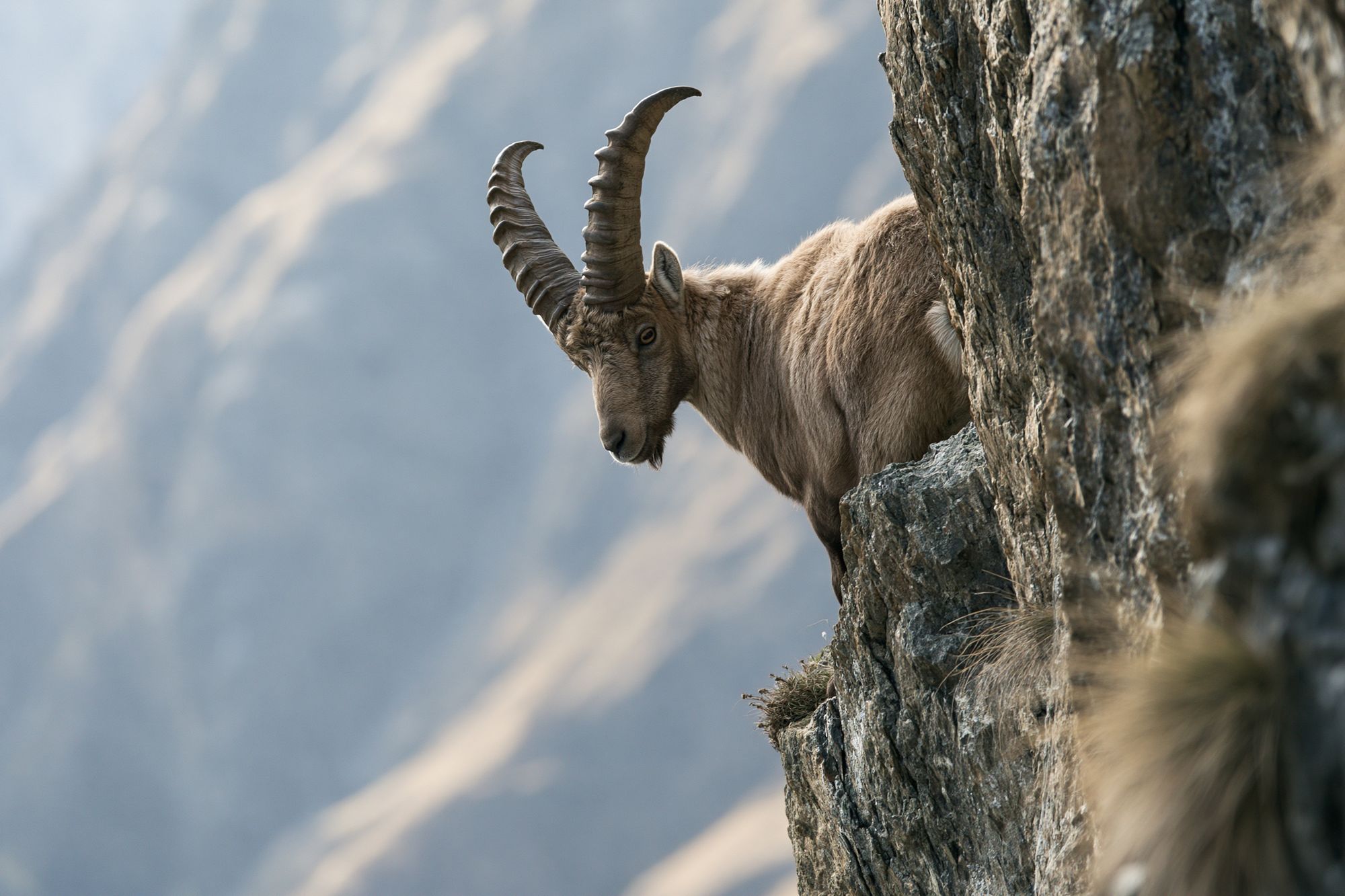 Alpine Ibex Cliffside Photography Poster. poster detail
