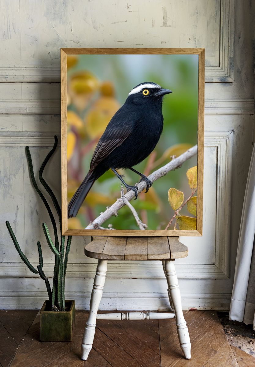 Black Bird on Branch Photography Poster. room preview