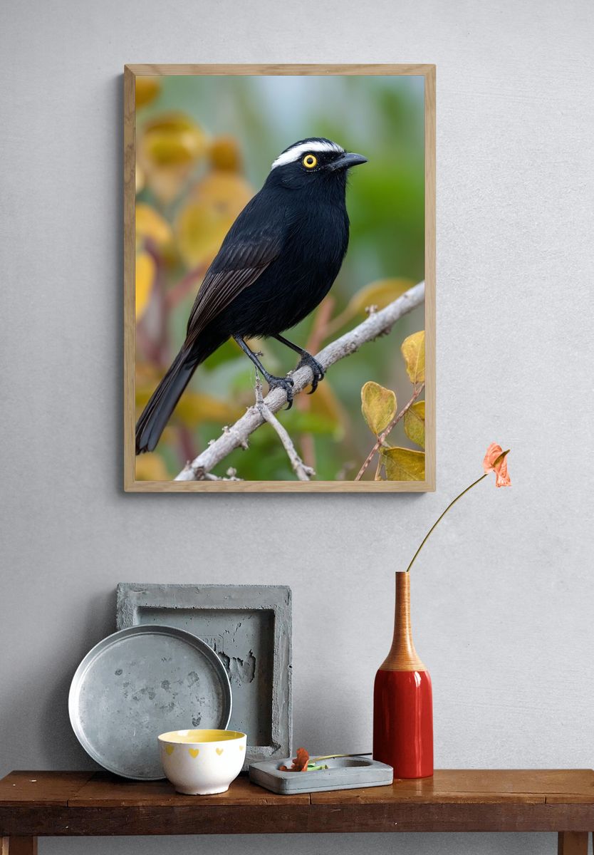 Black Bird on Branch Photography Poster. — room view 3