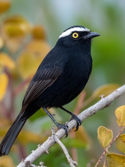 Black Bird on Branch Photography Poster. poster