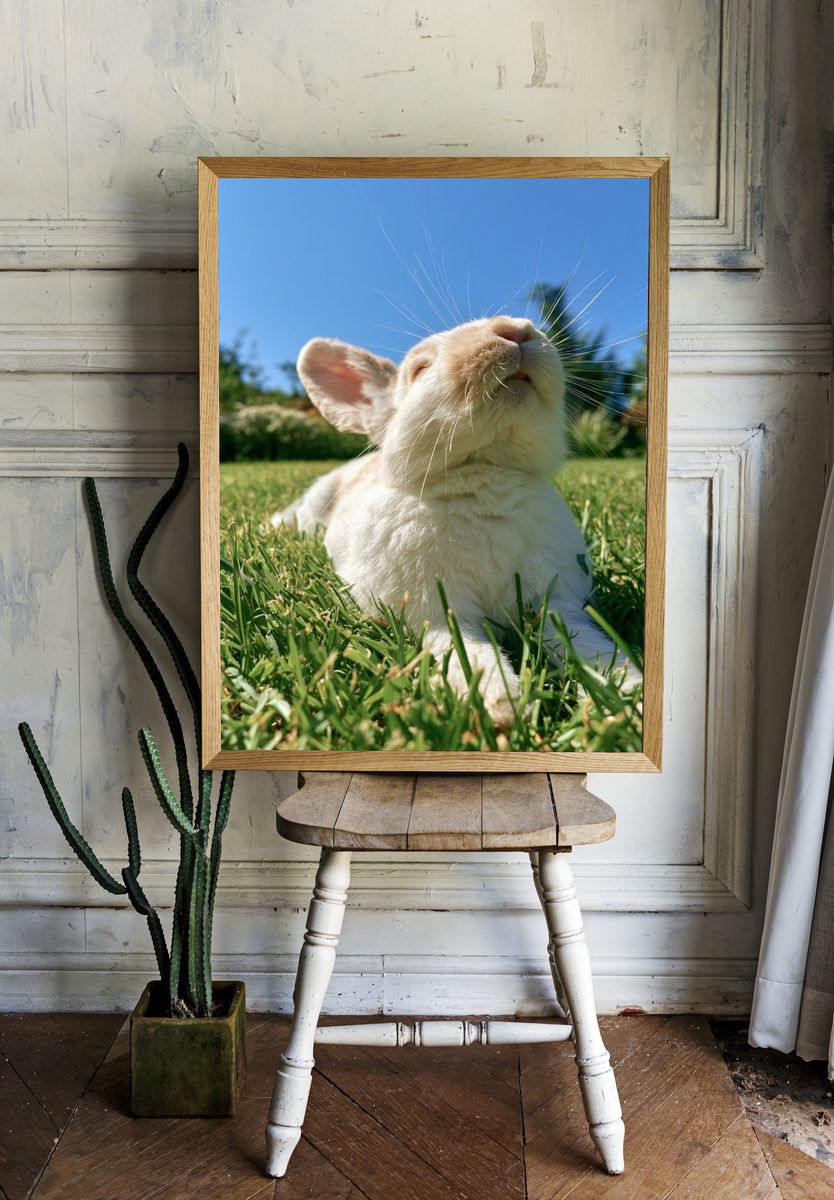 Sunlit Bunny Portrait Poster. room preview