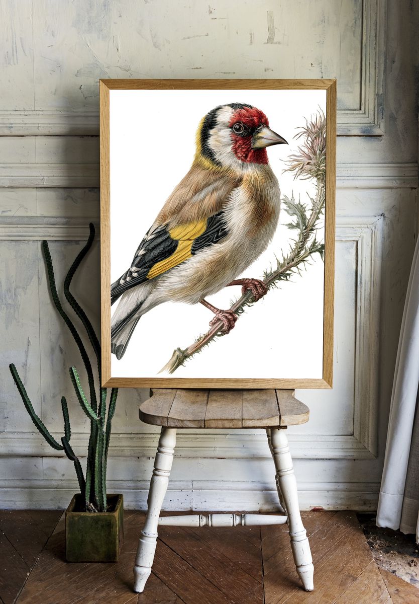European Goldfinch Botanical Print. room preview