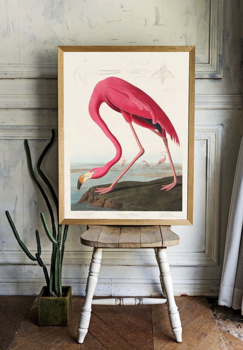 Pink Flamingo Birds America (1827). — room view 1