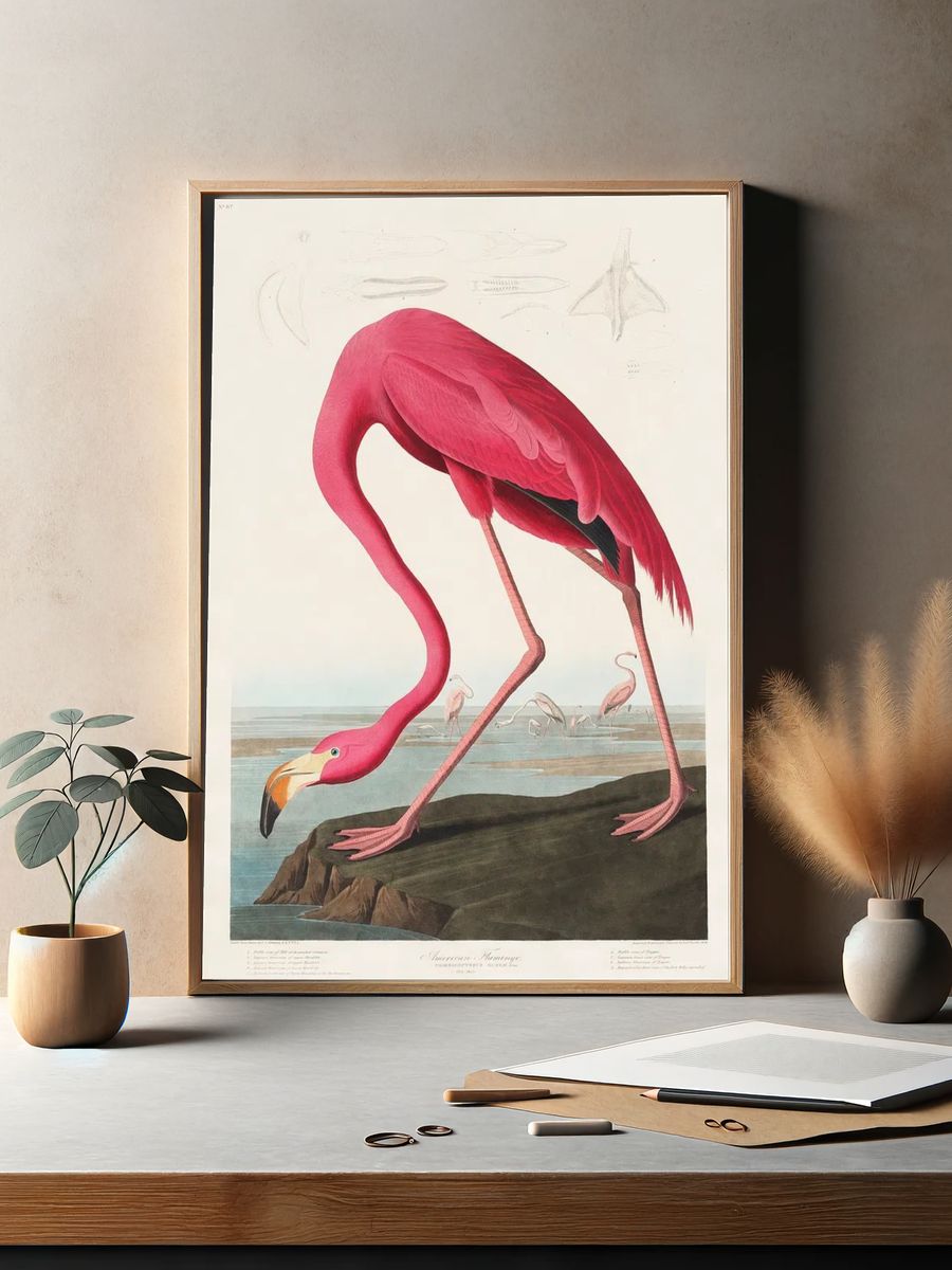 Pink Flamingo Birds America (1827). — room view 2