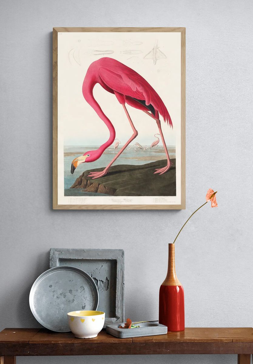 Pink Flamingo Birds America (1827). — room view 3
