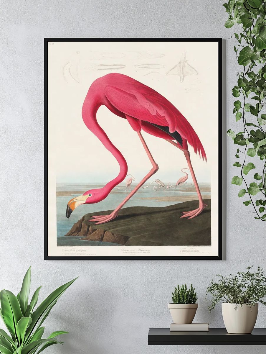 Pink Flamingo Birds America (1827). — room view 4