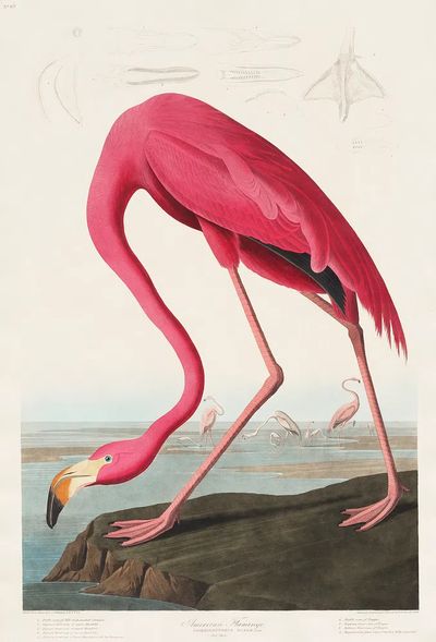 Pink Flamingo Birds America (1827). poster print