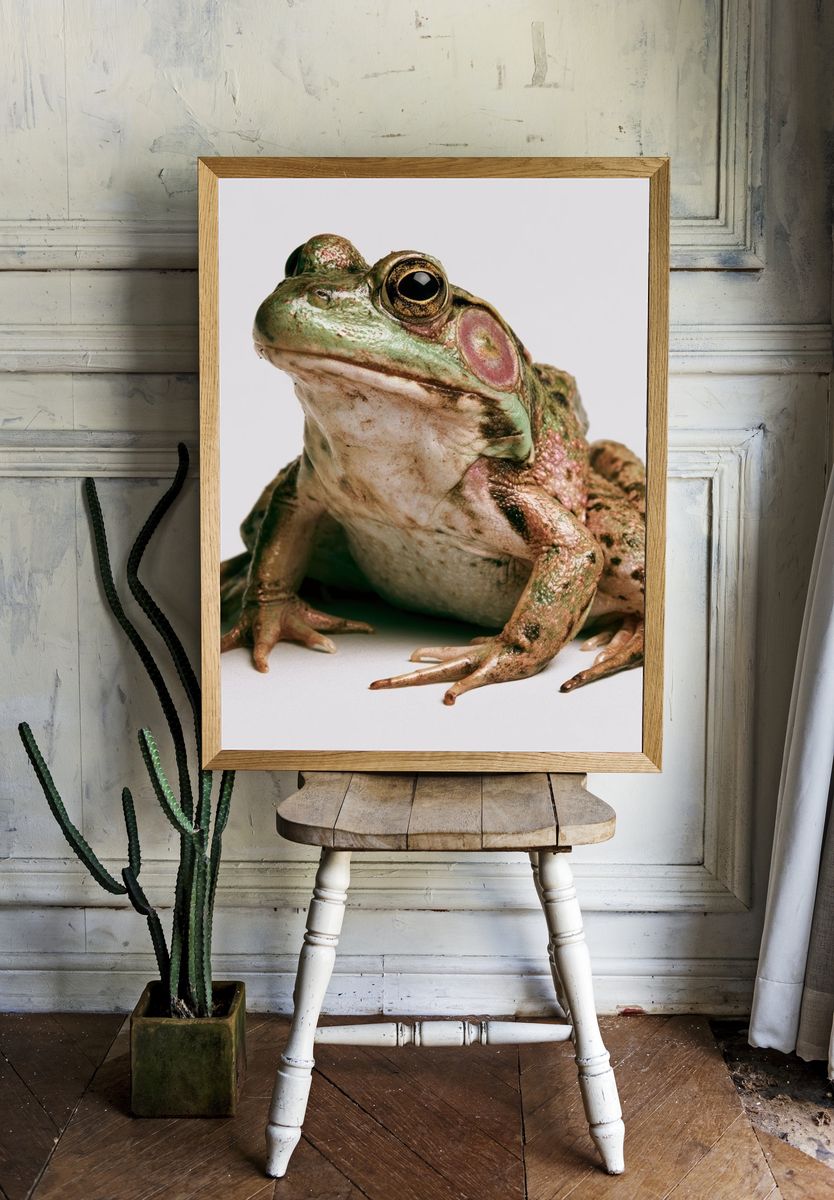 Tree Frog Portrait Photography Poster. — room view 1
