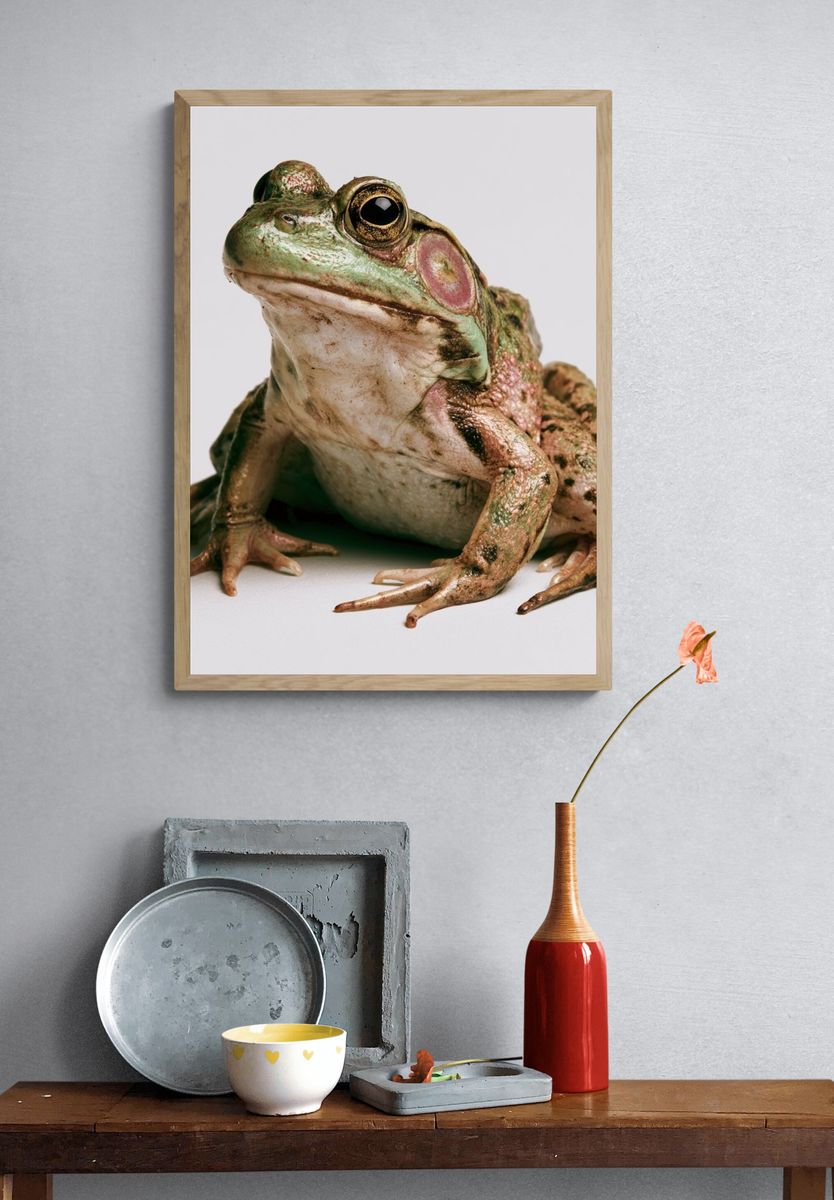 Tree Frog Portrait Photography Poster. — room view 3