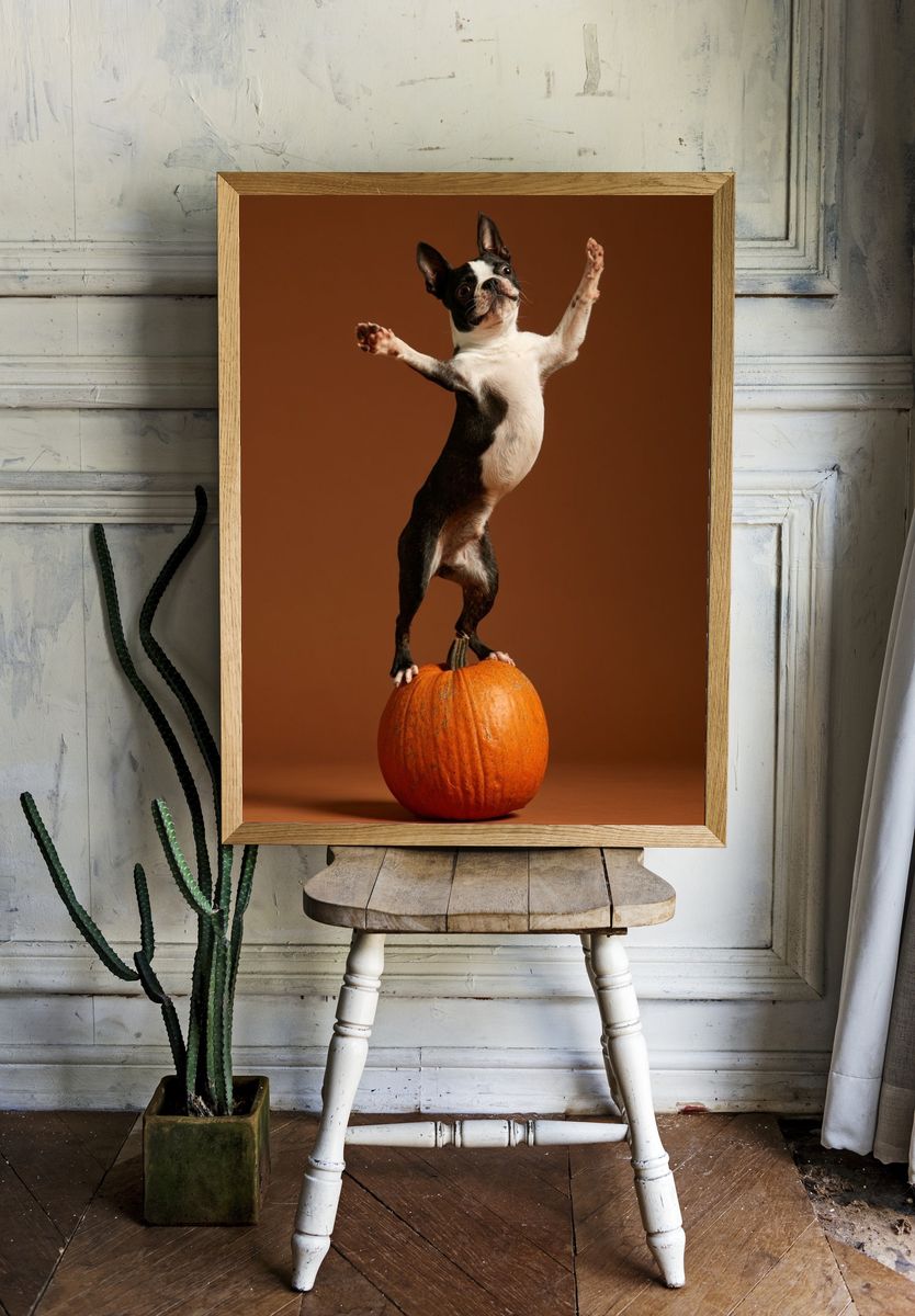 Boston Terrier Pumpkin Balance Poster. — room view 1