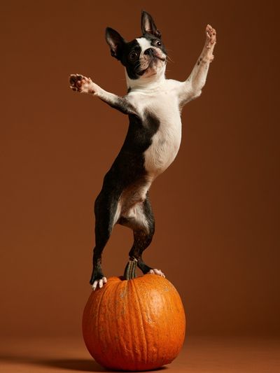 Boston Terrier Pumpkin Balance Poster.
