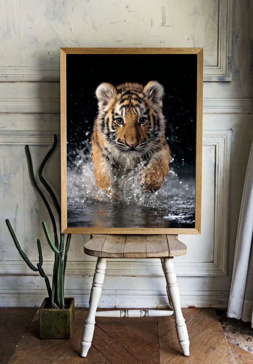 Tiger Cub Splash Photography Poster. room preview