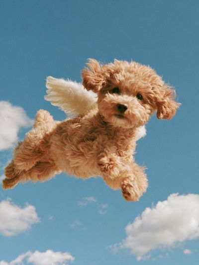 Flying Puppy Photography Poster. poster