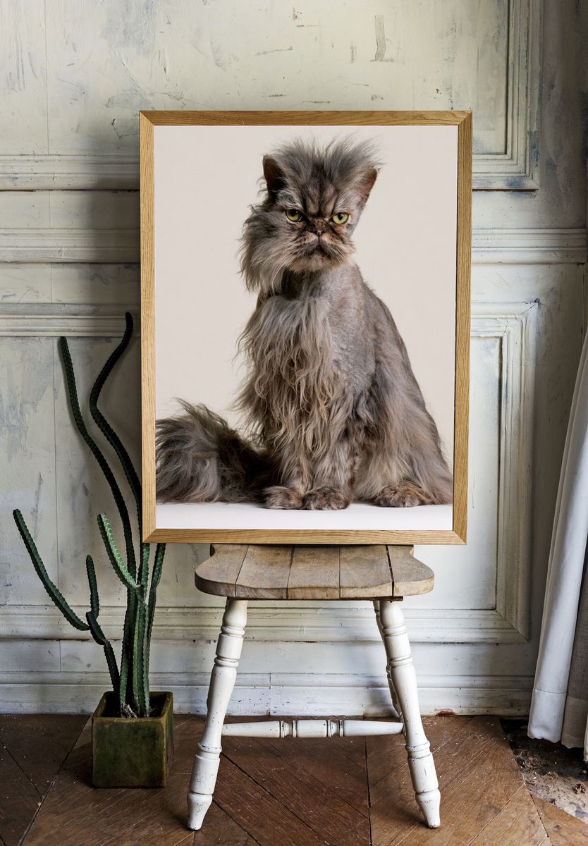 Persian Cat Portrait Poster. — room view 1