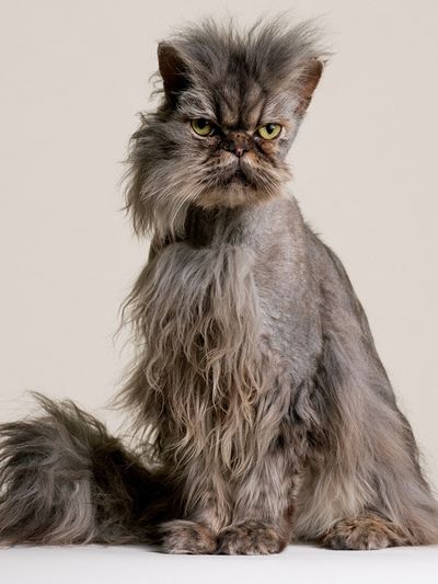 Persian Cat Portrait Poster. poster