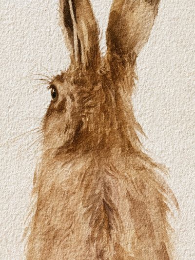 Brown Hare Watercolor Poster.