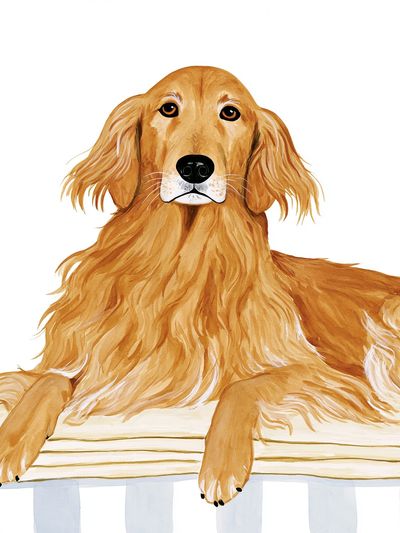 Golden Retriever Portrait Poster. poster