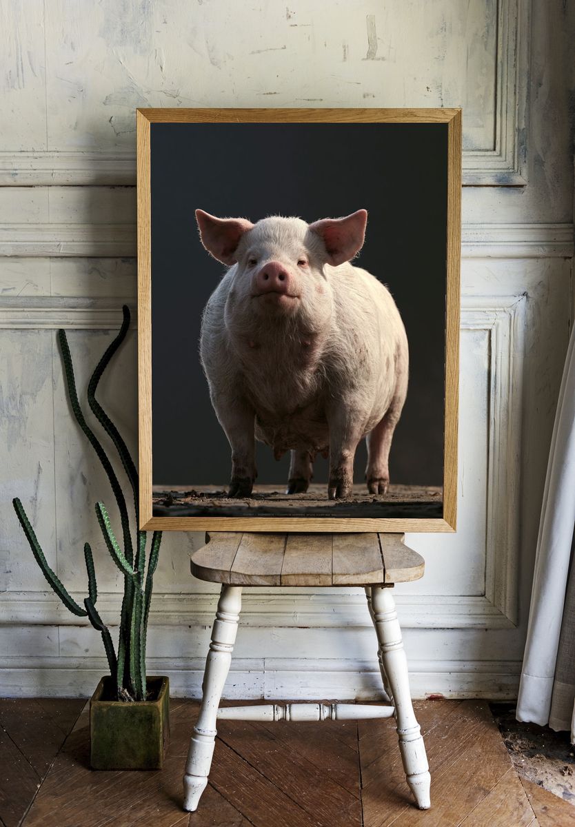 Pig Portrait Photography Poster. room preview