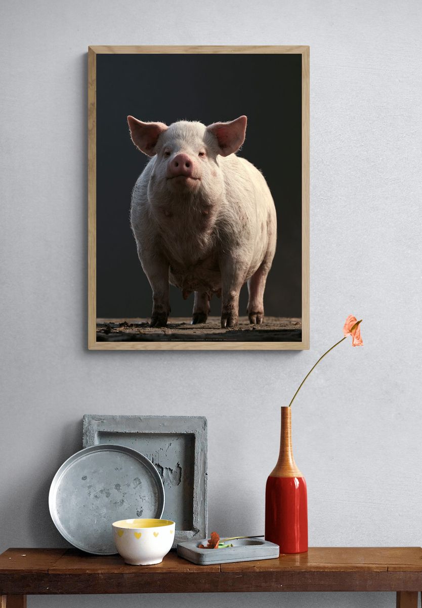 Pig Portrait Photography Poster. — room view 3
