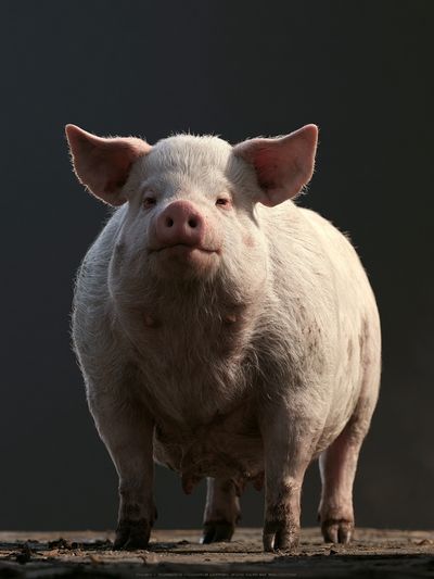 Pig Portrait Photography Poster.