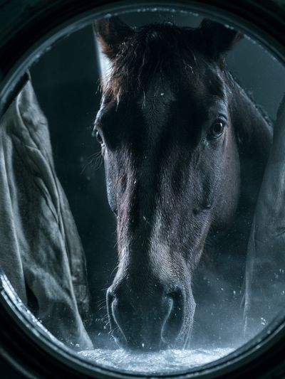 Horse Portrait Photography Poster.