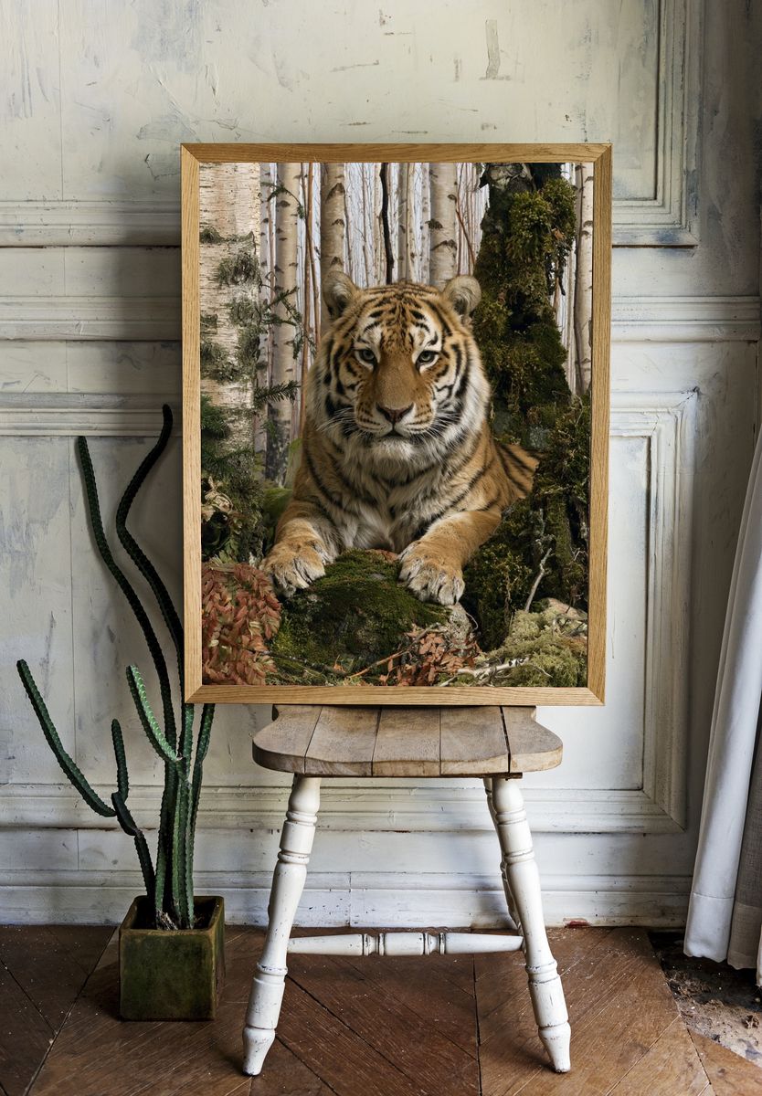 Tiger in Birch Forest Photography Poster. — room view 1