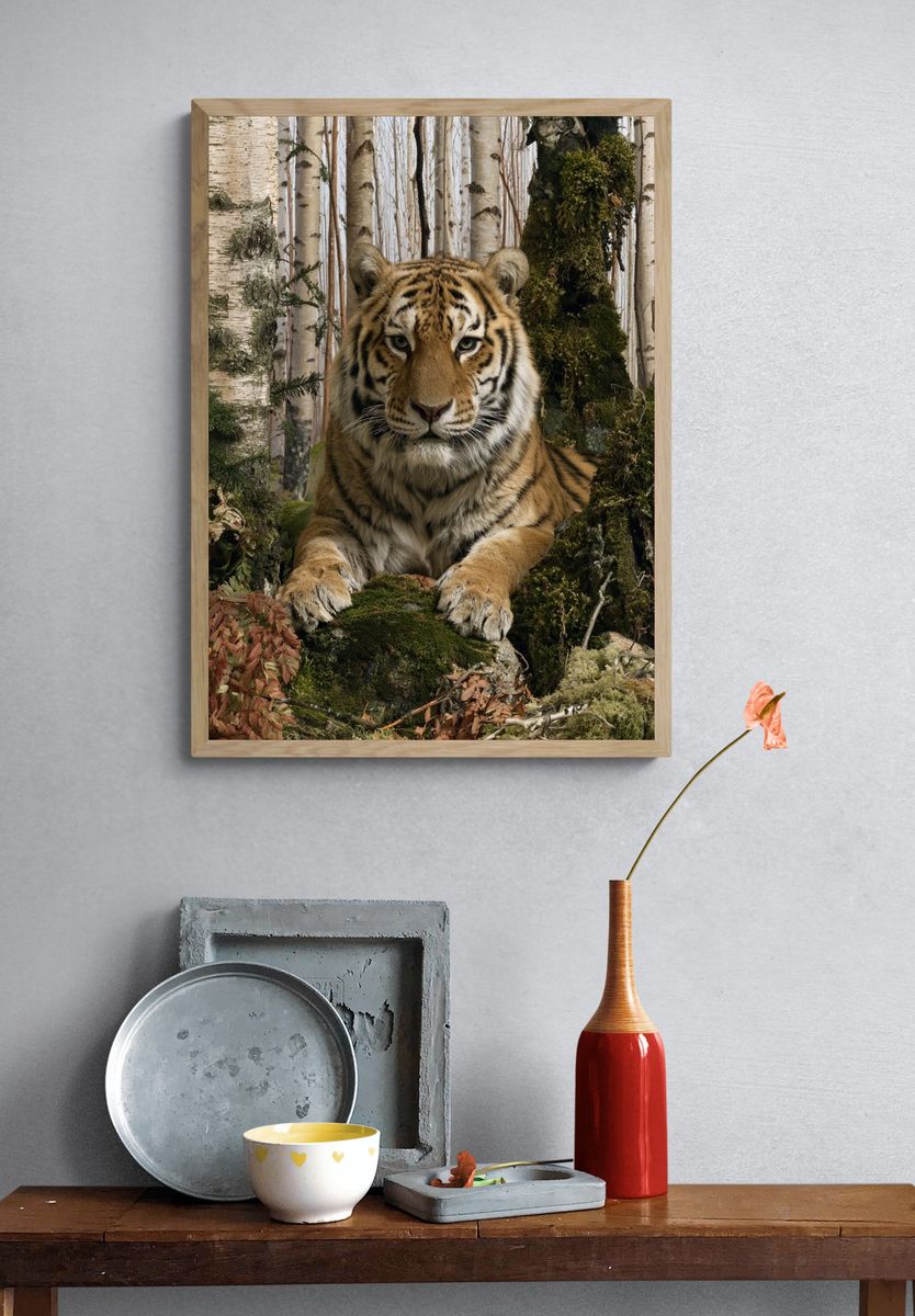 Tiger in Birch Forest Photography Poster. — room view 3