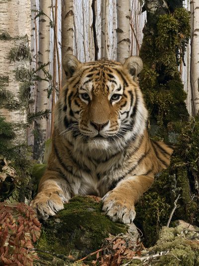 Tiger in Birch Forest Photography Poster.