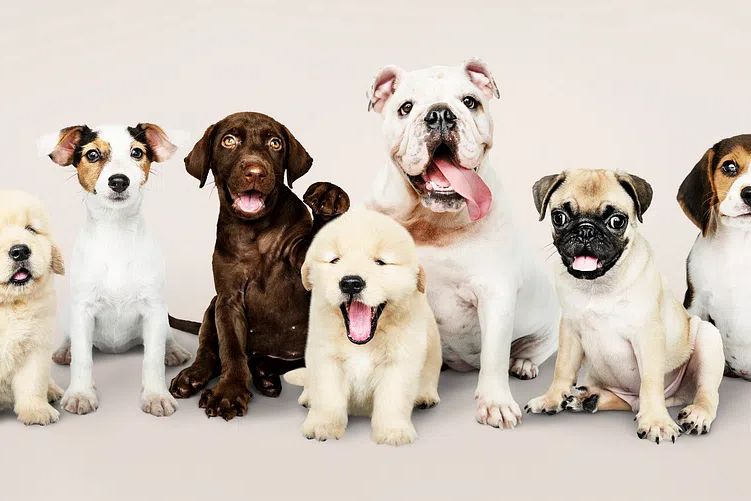 Group portrait of adorable puppies. poster detail