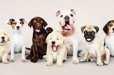 Group portrait of adorable puppies.
