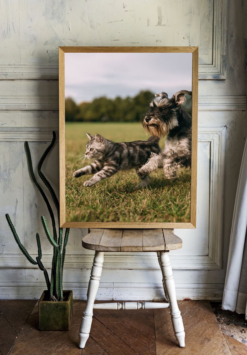 Cat and Dog Playful Photography Poster. — room view 1