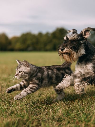 Cat and Dog Playful Photography Poster.