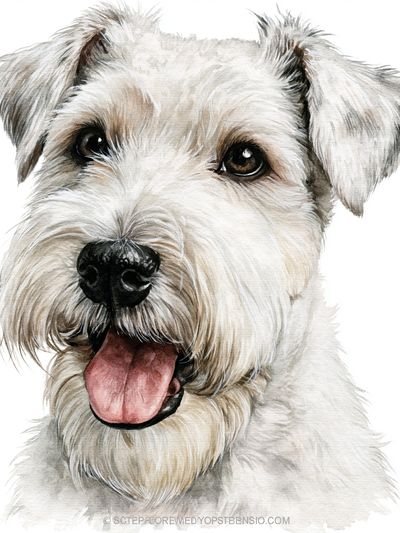 Schnauzer Watercolor Portrait Poster. poster
