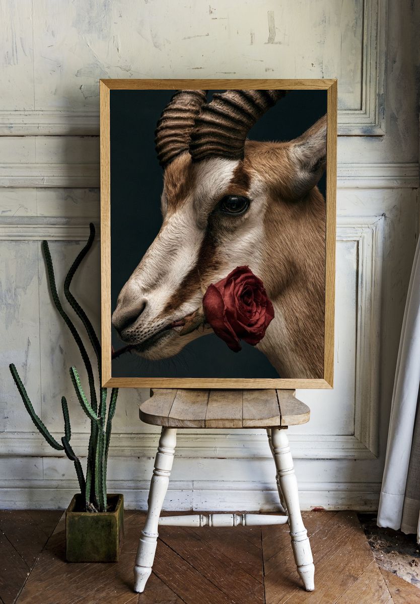 Antelope with Rose Photography Poster. room preview