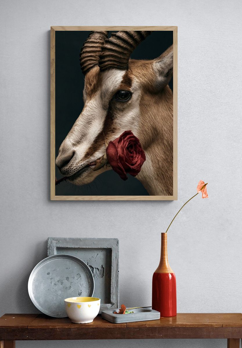 Antelope with Rose Photography Poster. — room view 3